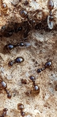 Plagiolepis