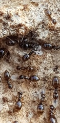 Plagiolepis