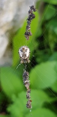 Cyclosa sierrae