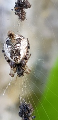Cyclosa sierrae