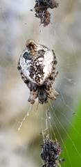 Cyclosa sierrae