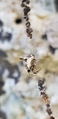 Cyclosa sierrae