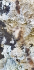 Cyclosa sierrae