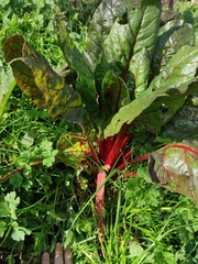 Beta vulgaris cicla