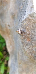Cyclosa sierrae