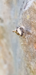 Cyclosa sierrae