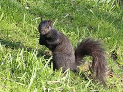 Sciurus carolinensis
