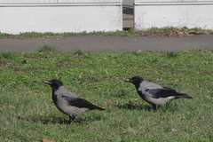Corvus cornix