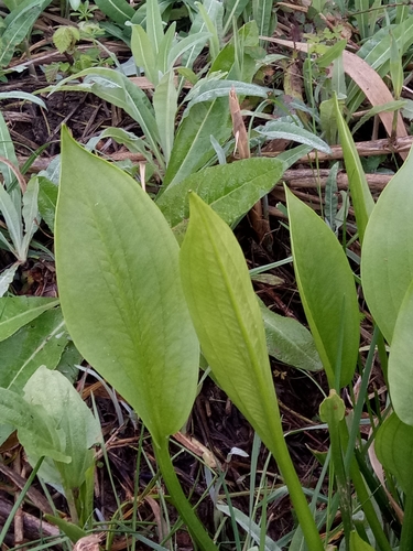 Alisma plantago-aquatica image