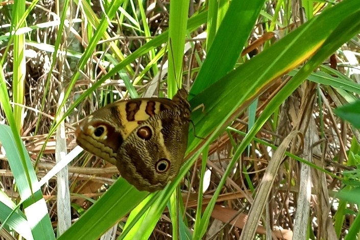 Blepolenis batea