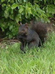 Sciurus carolinensis