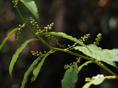 Image of Deeringia Polysperma (Deeringia polysperma) by no rights reserved