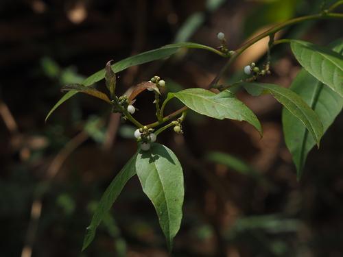 Image of Deeringia Polysperma (Deeringia polysperma) by no rights reserved