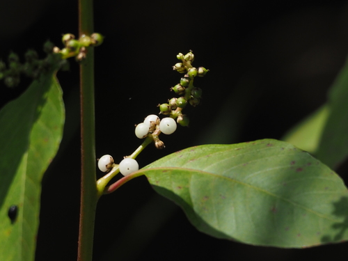 Image of Deeringia Polysperma (Deeringia polysperma) by no rights reserved