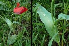 Tulipa fosteriana