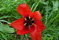 Tulipa fosteriana