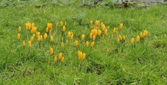 Crocus