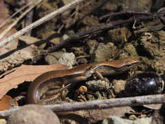 Scincella formosensis