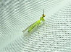 Zeugomantispa virescens