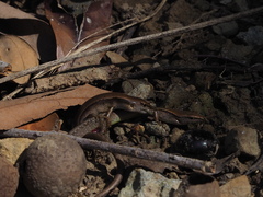 Scincella formosensis