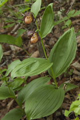 Cypripedium shanxiense