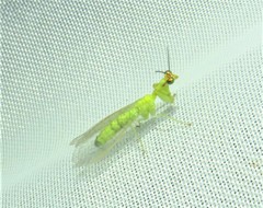 Zeugomantispa virescens