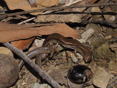 Scincella formosensis