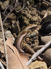 Scincella formosensis