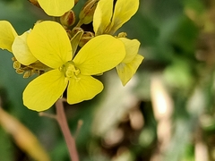 Diplotaxis