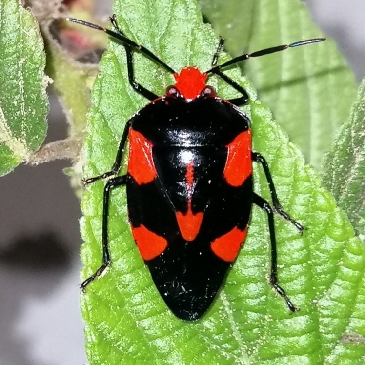 Arocera elongata