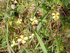 Diplotaxis