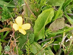 Diplotaxis