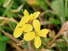 Diplotaxis