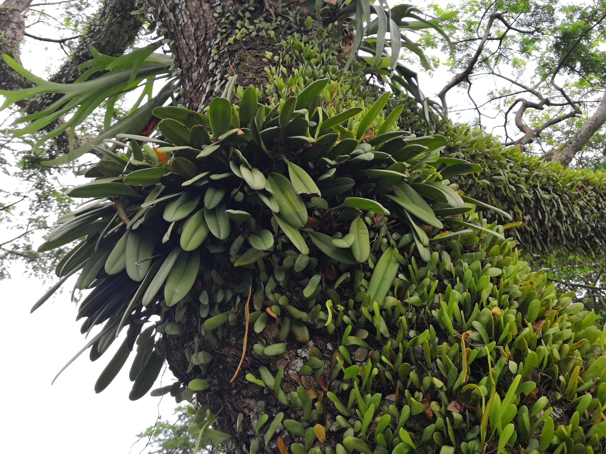 Imagem de Orquídea Medusa