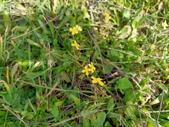 Diplotaxis