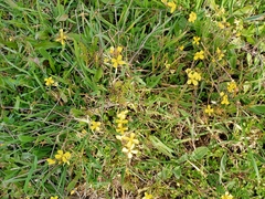 Diplotaxis