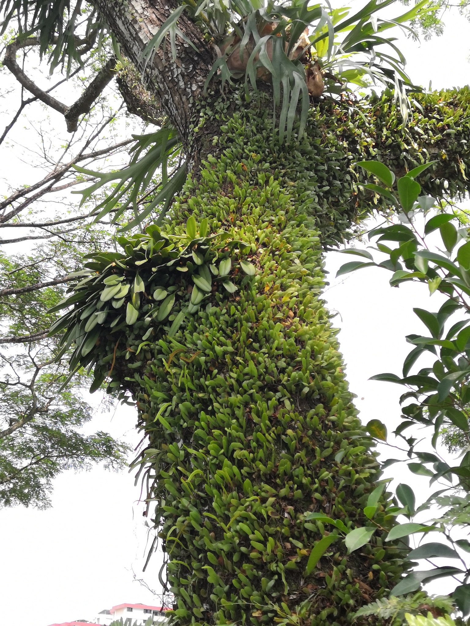 Imagem de Orquídea Medusa