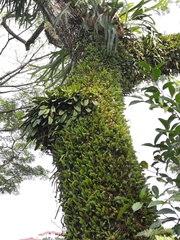 Bulbophyllum medusae