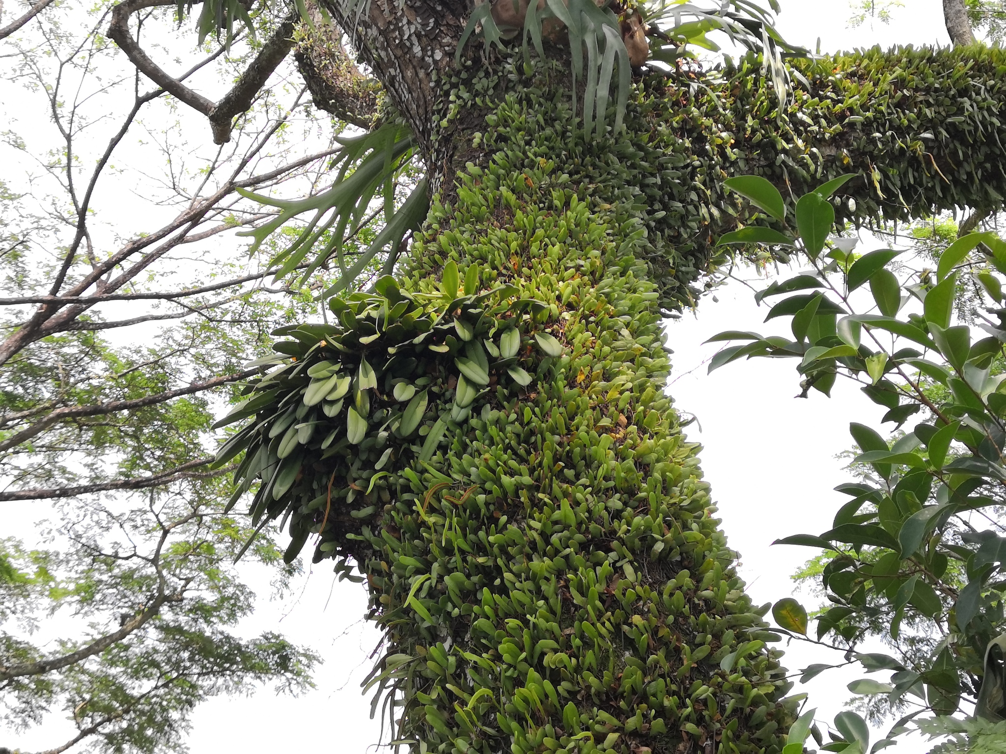 Imagem de Orquídea Medusa