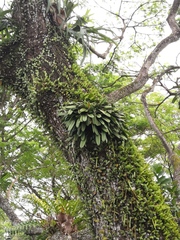 Bulbophyllum medusae