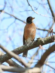 Turdus migratorius
