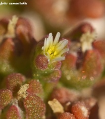 Mesembryanthemum nodiflorum