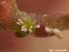 Mesembryanthemum nodiflorum