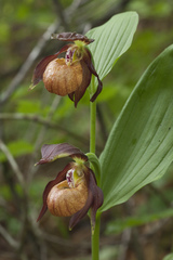 Cypripedium shanxiense