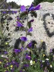Echium plantagineum