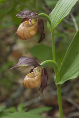 Cypripedium shanxiense