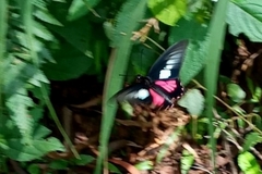 Parides neophilus
