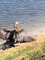 Anhinga anhinga