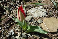 Tulipa fosteriana