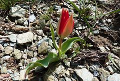 Tulipa fosteriana
